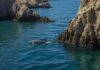 Vaquita in the Gulf of California