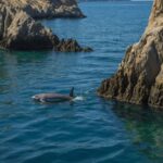 Vaquita in the Gulf of California