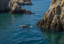 Vaquita in the Gulf of California