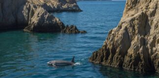 Vaquita in the Gulf of California
