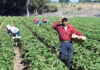 Salinas, California, USA - June 19, 2015: Immigrant (migrant) seasonal farm (field) workers pick and package strawberries directly into boxes in the Salinas Valley of central California