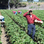 Salinas, California, USA - June 19, 2015: Immigrant (migrant) seasonal farm (field) workers pick and package strawberries directly into boxes in the Salinas Valley of central California