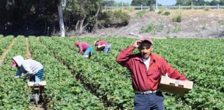 Salinas, California, USA - June 19, 2015: Immigrant (migrant) seasonal farm (field) workers pick and package strawberries directly into boxes in the Salinas Valley of central California