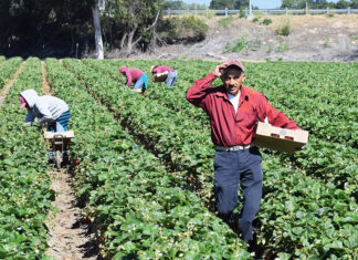 Salinas, California, USA - June 19, 2015: Immigrant (migrant) seasonal farm (field) workers pick and package strawberries directly into boxes in the Salinas Valley of central California