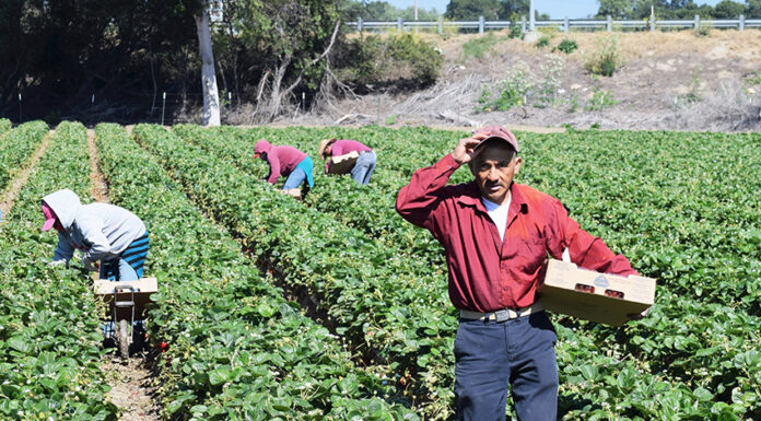 Salinas, California, USA - June 19, 2015: Immigrant (migrant) seasonal farm (field) workers pick and package strawberries directly into boxes in the Salinas Valley of central California