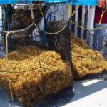 sargassum being collected on the high seas