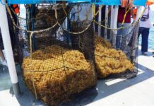 sargassum being collected on the high seas