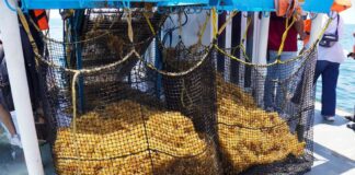 sargassum being collected on the high seas
