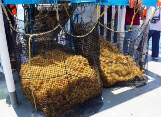 sargassum being collected on the high seas