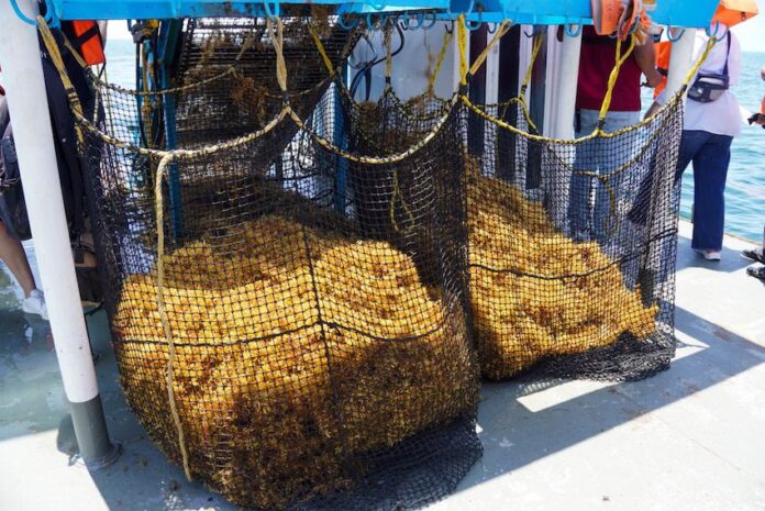 sargassum being collected on the high seas