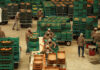 A tomato packaging plant
