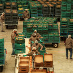 A tomato packaging plant