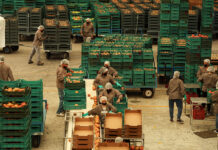 A tomato packaging plant