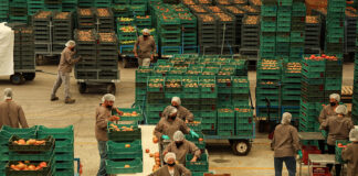 A tomato packaging plant