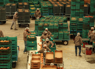 A tomato packaging plant