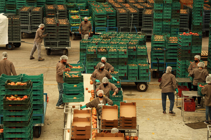 A tomato packaging plant
