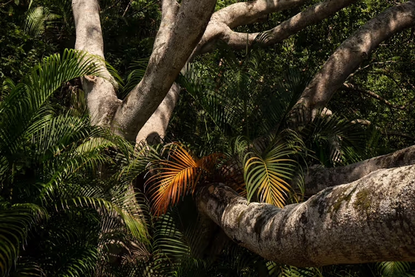 Trees and jungle plant life