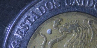 a tiny snail native to Coahuila