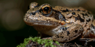 A California red-legged frog
