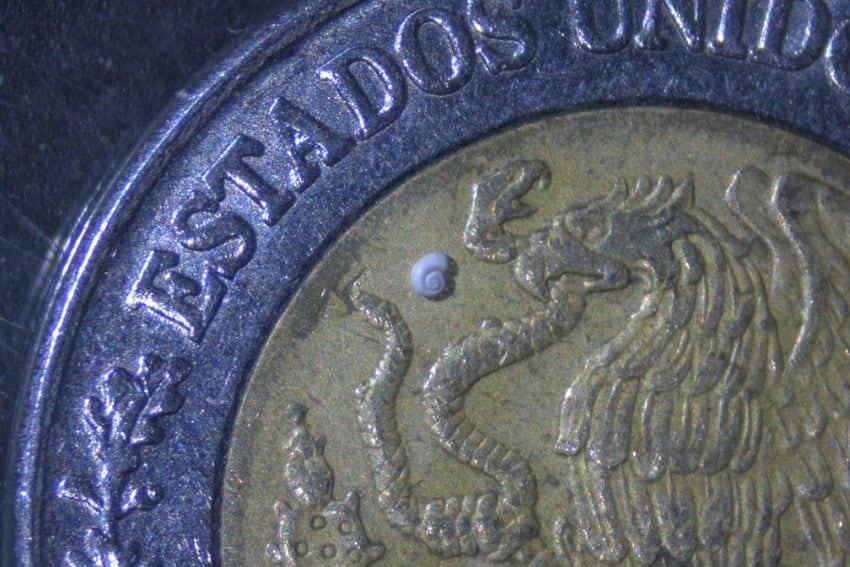 Mexican scientists discover world’s smallest freshwater snail in Coahuila cave