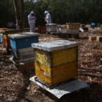 Honey production in Yucatán, Mexico