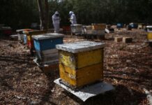 Honey production in Yucatán, Mexico