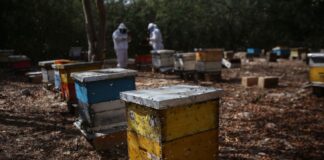 Honey production in Yucatán, Mexico