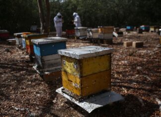 Honey production in Yucatán, Mexico