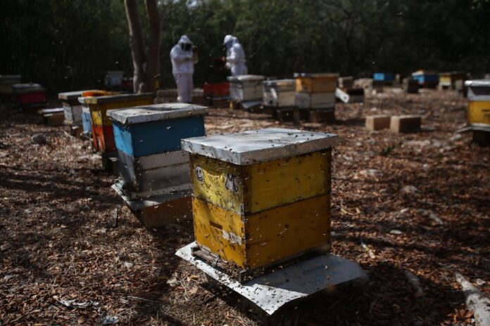 Honey production in Yucatán, Mexico