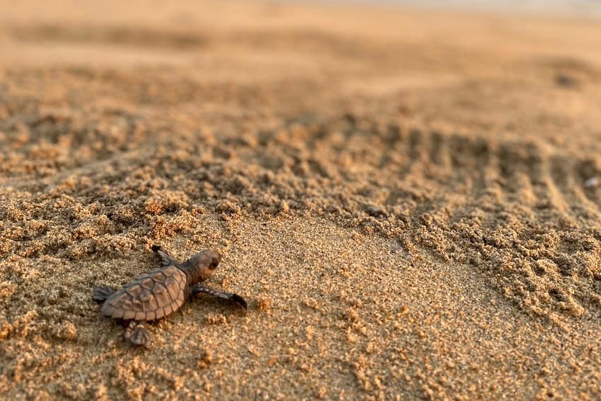 Sea turtle in Oaxaca