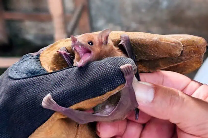 a bat in a hand