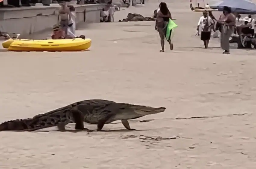 crocodile on beach with humans