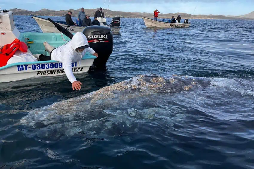 Gray whale encounter