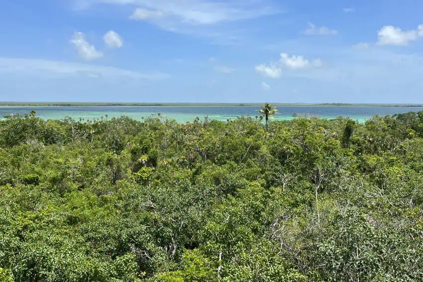 Sian Ka'an jungle