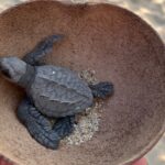 A baby turtle in a coconut shell