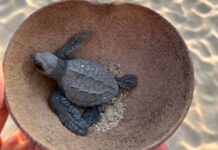 A baby turtle in a coconut shell