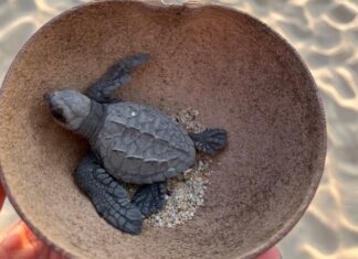 A baby turtle in a coconut shell