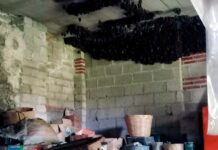 bats clustered on the ceiling