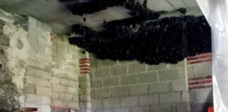 bats clustered on the ceiling