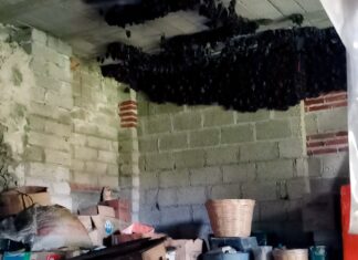 bats clustered on the ceiling