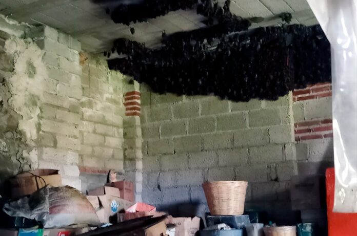 bats clustered on the ceiling