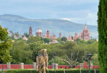 The San Miguel de Allende skyline visible behind a green park full of trees