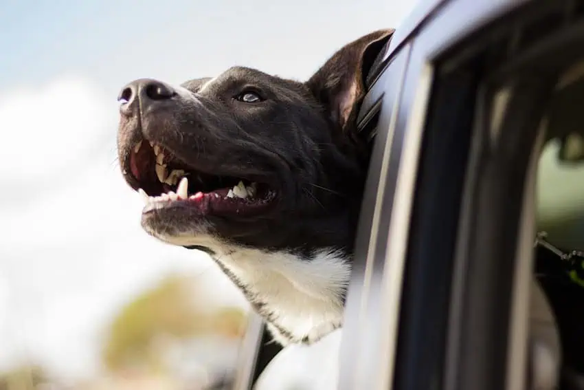 A dog sticking it's head out of the window