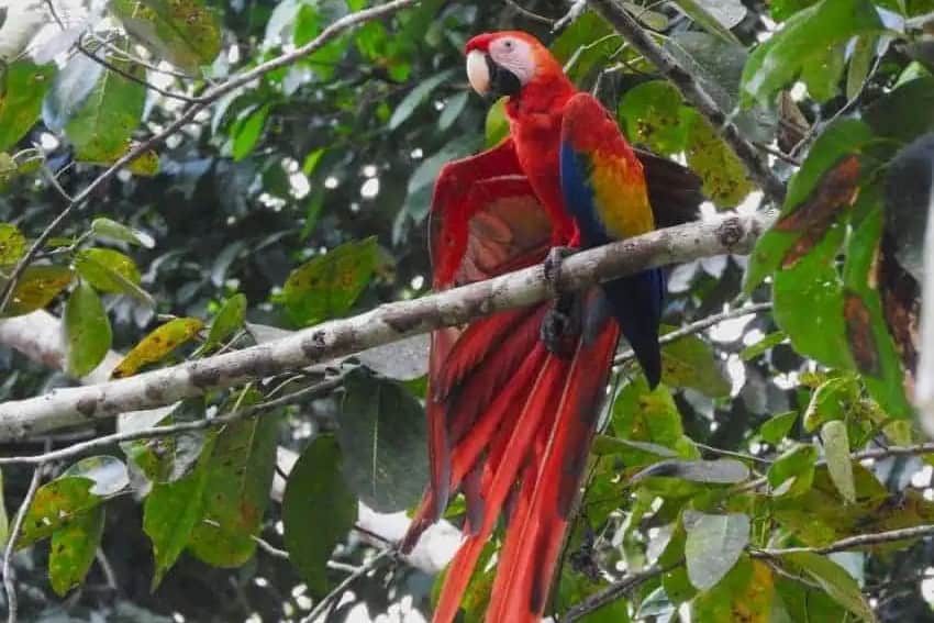 wild macaw