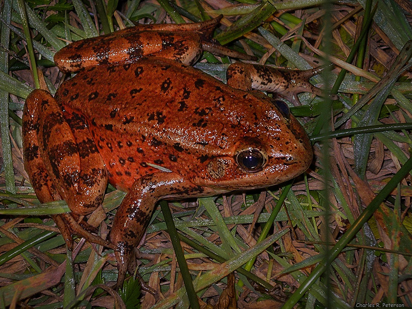 red-legged frog