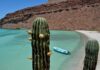 A cactus in the desert of Baja California Sur near a beach with a small boat