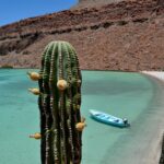 A cactus in the desert of Baja California Sur near a beach with a small boat