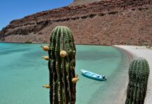 A cactus in the desert of Baja California Sur near a beach with a small boat