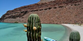 A cactus in the desert of Baja California Sur near a beach with a small boat
