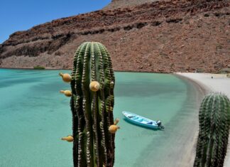 A cactus in the desert of Baja California Sur near a beach with a small boat